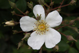 Rosa helenae