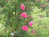 Rosa holodonta