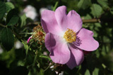 Rosa jundzillii