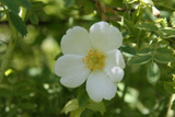 Rosa lacerans