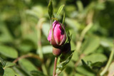 Rosa majalis foecundissima