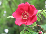 Rosa moyesii