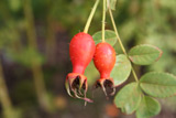 Rosa moyesii Geranium