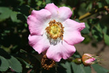 Rosa multibracteata