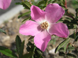 Rosa nitida