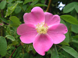 Rosa nutkana