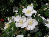 Rosa omeiensis