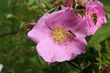 Rosa palustris