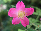 Rosa pendulina