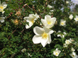 Rosa pimpinellifolia var. altaica