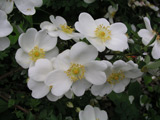 Rosa pimpinellifolia