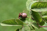 Rosa pisocarpa