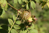 Rosa roxburghii hirtula