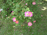 Rosa rubiginosa