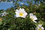 Rosa rubiginosa (Chotobus)