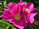 Rosa rugosa