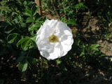 Rosa rugosa albo-plena