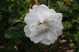 Rosa rugosa albo-plena