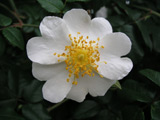 Rosa sempervirens