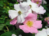 Rosa setigera