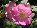 Rosa setipoda