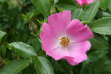 Rosa soulieana