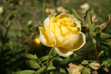 Rosa spinosissima Double Yellow