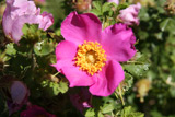 Rosa stellata mirifica