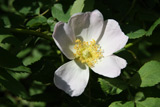 Rosa subzalana