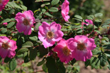 Rosa sweginzowii macrocarpa