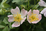 Rosa tomentosa