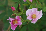 Rosa ultramontana