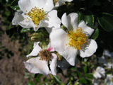 Rosa wichuraiana