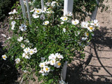 Rosa wichuraiana