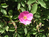 Rosa woodsii var. fendleri