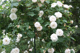 Rosa x alba Maxima