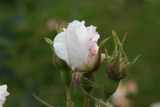 Rosa x alba Maxima