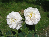 Rosa x alba Suaveolens