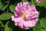 Rosa x damascena Trigintipetala