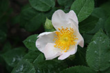 Rosa x macrantha