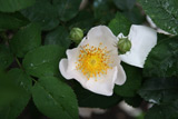 Rosa x macrantha