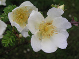 Rosa x pteragonis