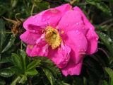 Rosa x rugotida