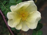 Rosa xanthina