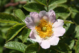 Rosa zalana