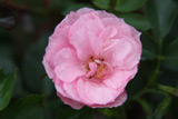 Rosadora