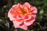 Rose d´Amour (Gaujard)