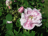 Rose des Quatre Saisons