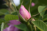 Rose des Quatre Saisons