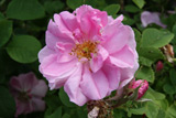 Rose des Quatre Saisons